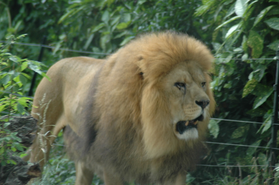 dsc 1976